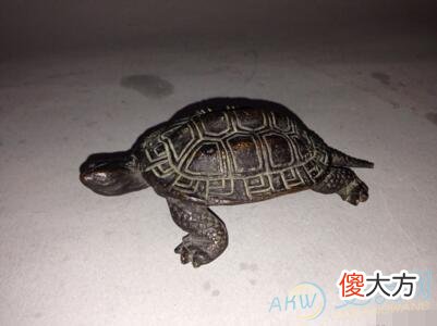 梦见龟文(图文)