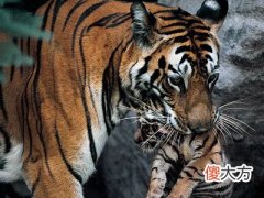 2022年犯太岁的4大生肖,虎年犯太岁需要注意什么
