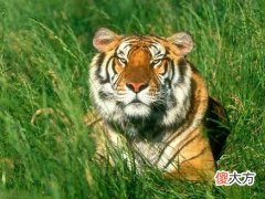 2022年属虎男性2022本命年运气如何,虎年生肖虎男本命年带什么转运