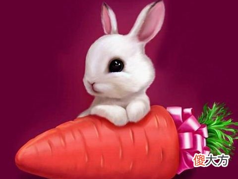 属兔人2022年爱情运如何及幸运颜色是什么