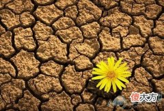 做梦梦见褐色好不好(图文)
