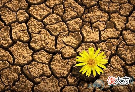 做梦梦见褐色好不好(图文)