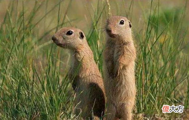 7年前,新疆30万只老鼠集体跳崖自尽,专家调查的结果令人深思