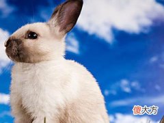 属兔人2022年事业官运和财运运势详细点评