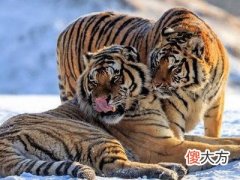 1986年属虎人2022年运势,36岁本命年犯太岁如何化解