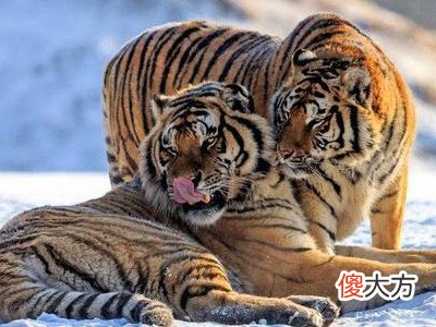 1986年属虎人2022年运势,36岁本命年犯太岁如何化解