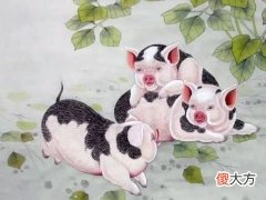 属猪人2022年事业官运和财运运势详细点评