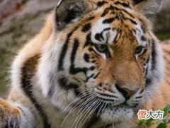2022年犯太岁最严重的生肖有哪些
