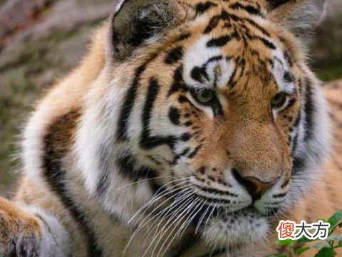 2022年犯太岁最严重的生肖有哪些