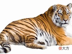 2022年犯太岁的生肖有哪些,2022年犯太岁列表