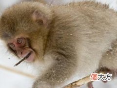 1956年属猴2022年冲太岁要佩戴什么,56年66岁生肖猴犯太岁怎么化解
