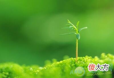 梦见绿色(图文)