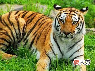 1962年属虎2022年本命年运势如何,62年生肖虎60岁本命年佩戴什么