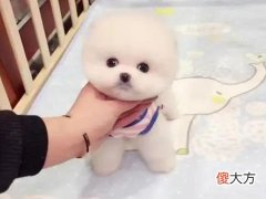 宋韶光属狗的人2022年运程