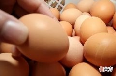 毛鸡蛋给孩子补营养胜过普通鸡蛋？真相恰恰相反，很多人都不敢吃