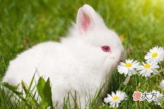 本命年戴什么转运化解煞气