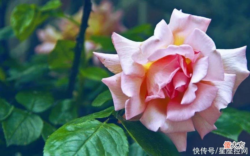 【星座控】生肖兔在几岁容易大起大落？机遇很重要，翻身会有时