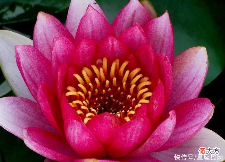 【星座控】生肖兔在几岁容易大起大落？机遇很重要，翻身会有时