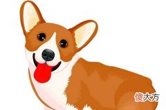 男狗女虎能过一辈子吗