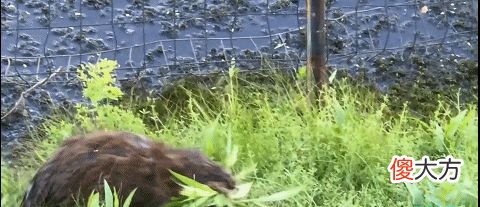 又现水怪？长春一公园出现带翅膀不明生物在湖面游动，应是水耗子
