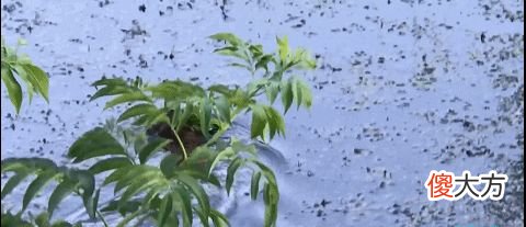 又现水怪？长春一公园出现带翅膀不明生物在湖面游动，应是水耗子