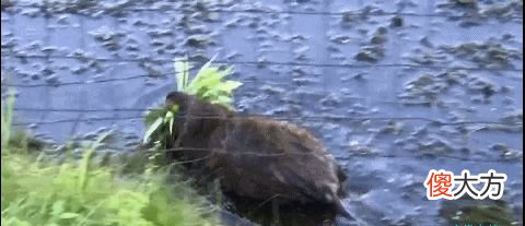 又现水怪？长春一公园出现带翅膀不明生物在湖面游动，应是水耗子