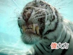 梦见老虎咬我(图文)