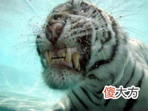 梦见老虎咬我(图文)