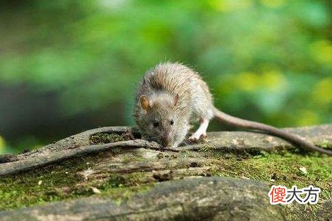 2008年属鼠人2023年运势及运程 08年15岁属鼠人的2023年每月运势详解