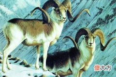 1967年属羊女2022年运势及运程,55岁属羊人2022年的每月运势女性