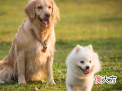 1994年属狗人2022年运势运程男性,94年28岁属狗男2022年每月运程