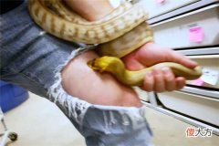 梦见被蛇咬了什么意思(图文)