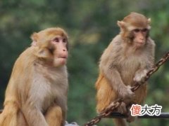 2004年属猴人2022年运势运程男性,04年18岁属猴男2022年每月运程
