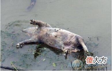 解读梦见动物尸体 注重尸体的类型(图文)