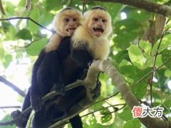 1992年属猴人2022年运势运程男性 92年30岁属猴男2022年每月运程