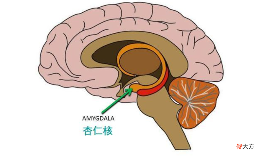 被吼大的孩子，为什么反应迟钝？一张大脑图片，揭秘家庭教育实况
