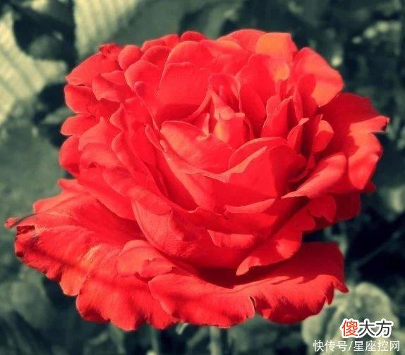 【十二星座】生肖鼠从几岁开始，和钱更有缘，不再大起大落，只有一帆风顺