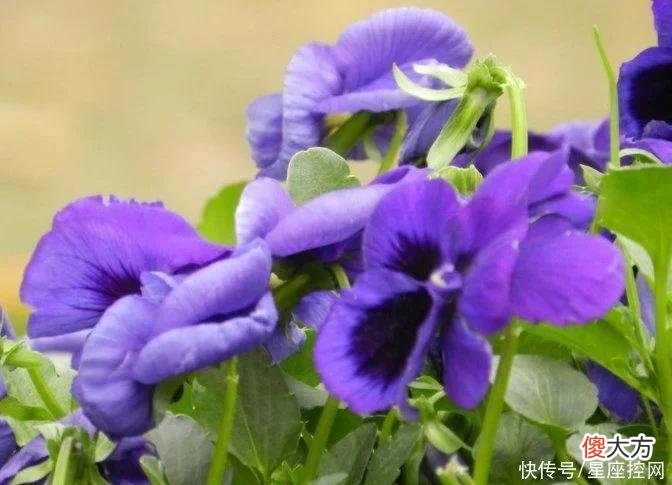 【十二星座】生肖鼠从几岁开始，和钱更有缘，不再大起大落，只有一帆风顺