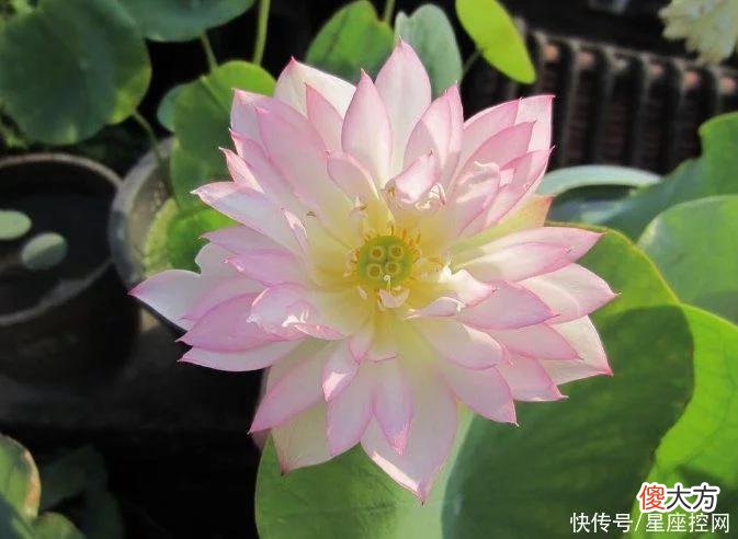 【十二星座】生肖鼠从几岁开始，和钱更有缘，不再大起大落，只有一帆风顺