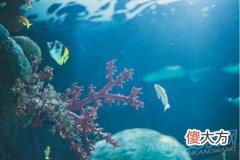 梦见珊瑚(图文)