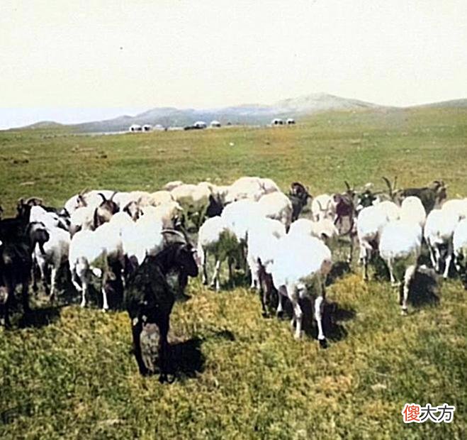 【历史故事】内蒙古乌兰察布老照片：1941年8月四子王旗的风土人情