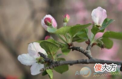 梦见花开代表着什么？注重梦境的变化(图文)
