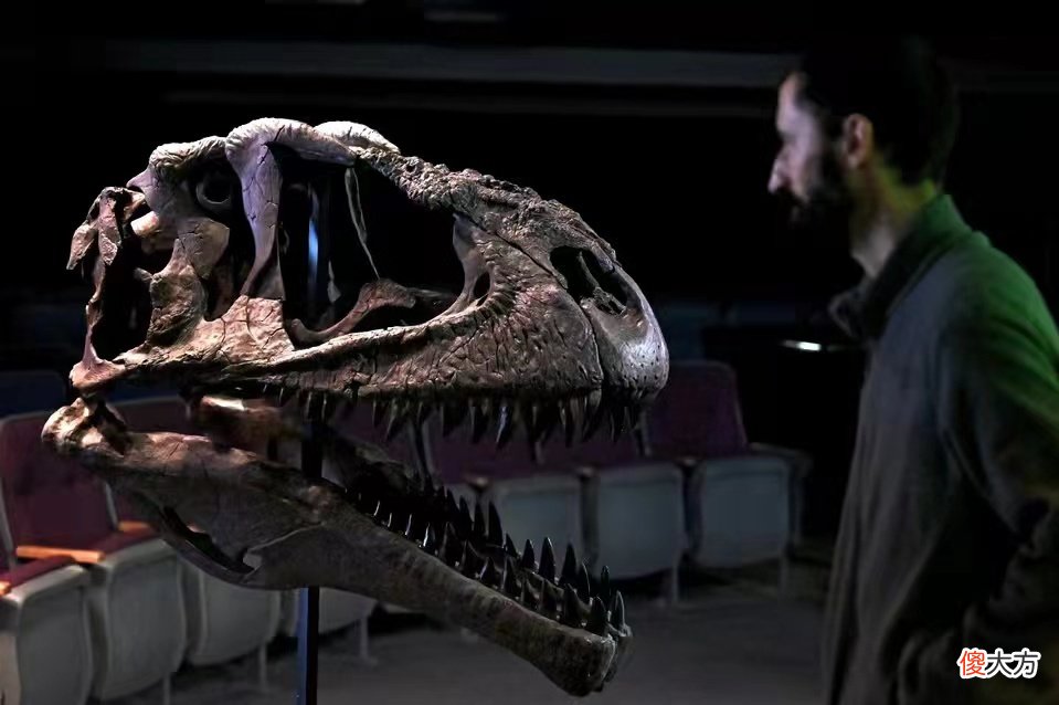 【历史故事】古生物学家发现南美洲最完整的鲨齿龙科化石