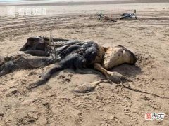 英国沙滩惊现海怪尸体 体型巨大腐臭难闻