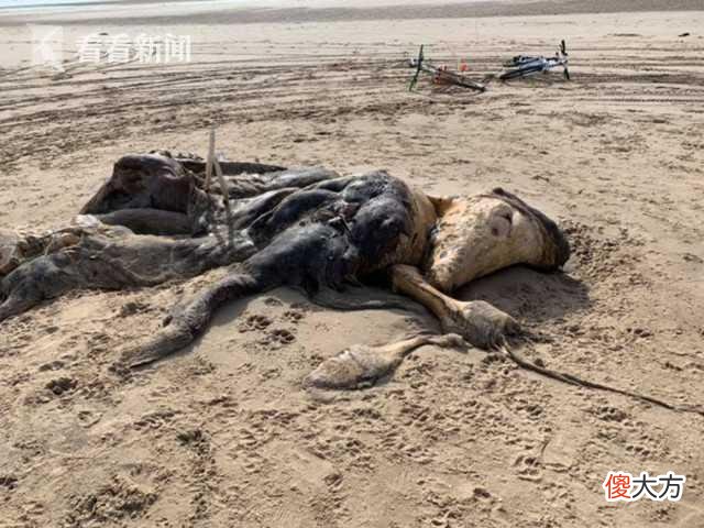英国沙滩惊现海怪尸体 体型巨大腐臭难闻