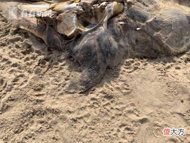 英国沙滩惊现海怪尸体 体型巨大腐臭难闻