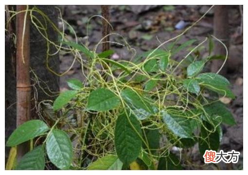 真实存在的“吸血树”：以吸血为生，直到吸干才会松开