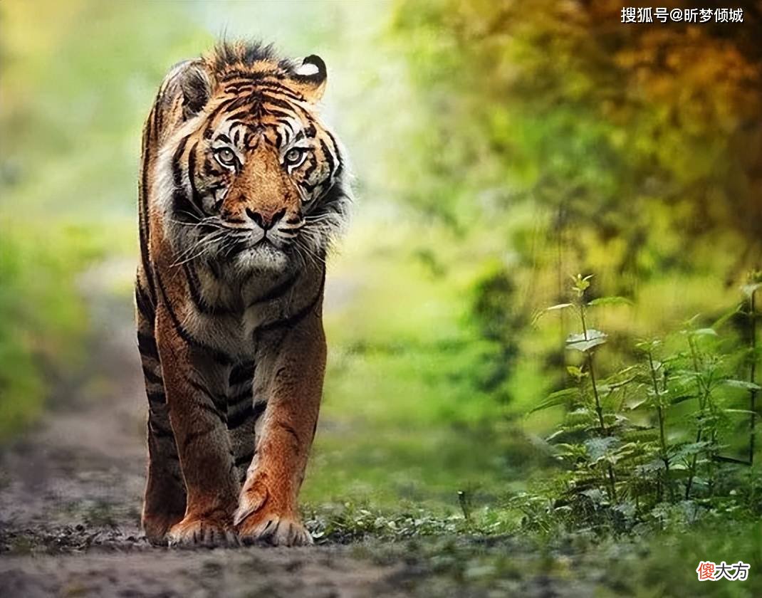 【爱历史】此人虎口救下乾隆，乾隆封赏，他为何只求赏赐一名胖宫女？