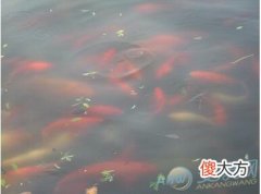 梦见水里很多鱼最常见含义解读:财运出色(图文)