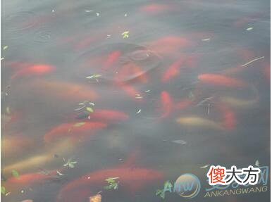 梦见水里很多鱼最常见含义解读:财运出色(图文)